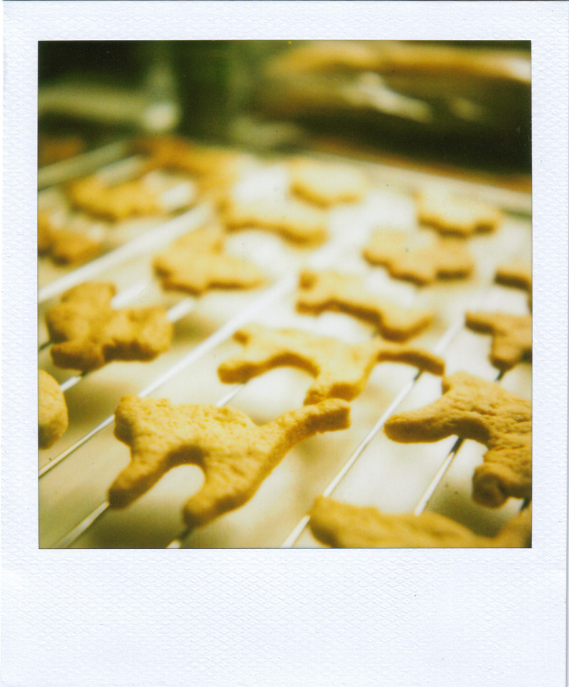 Illustration for article titled Polaroid SX-70: The Joy of Instant Photography Before Digital